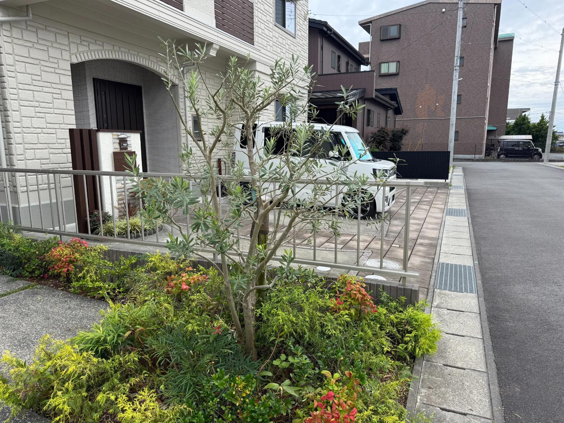 オリーブの剪定はどこまで切る?プロが見るポイントを解説