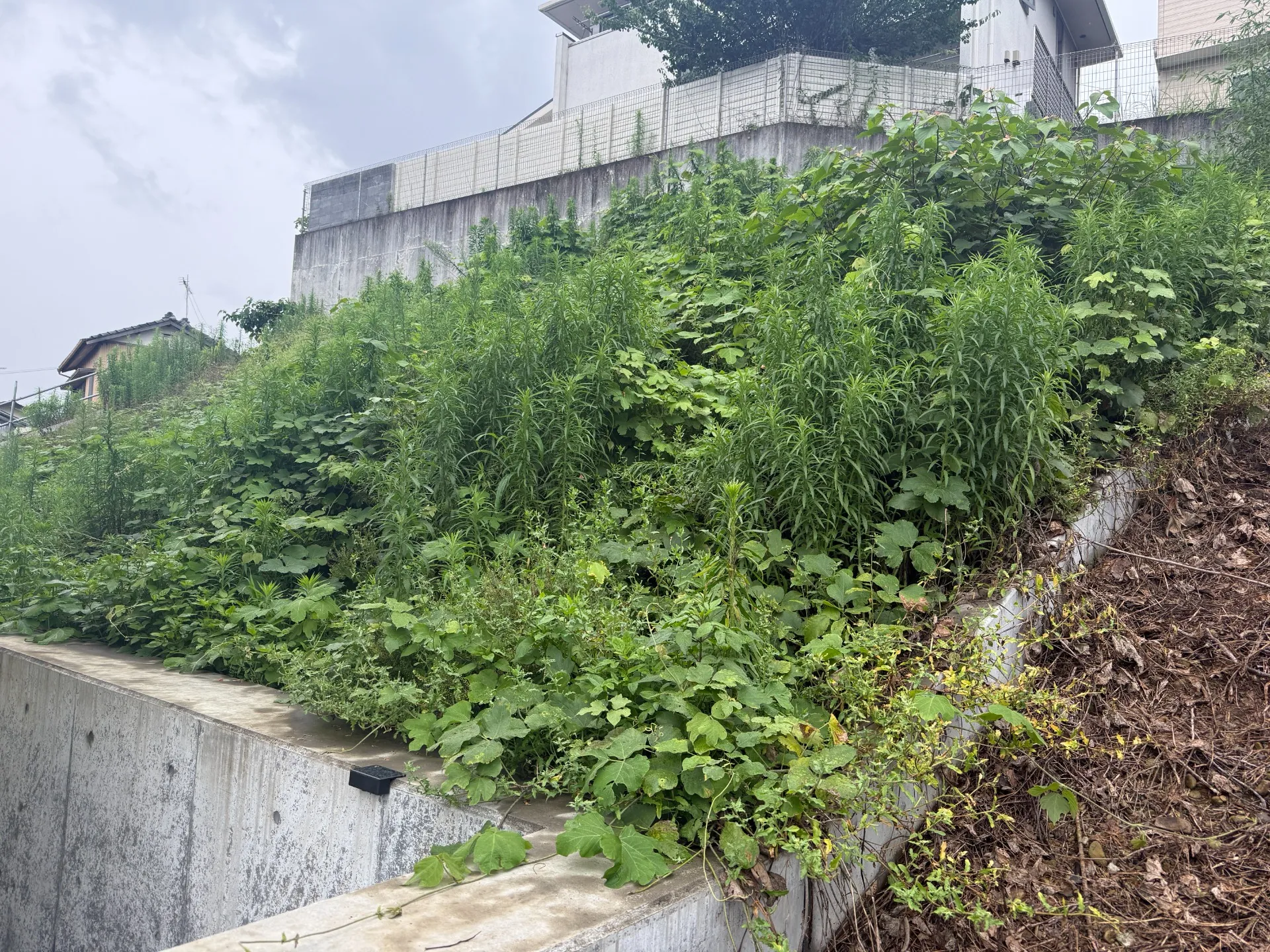長泉町|傾斜地の草刈り・除草作業