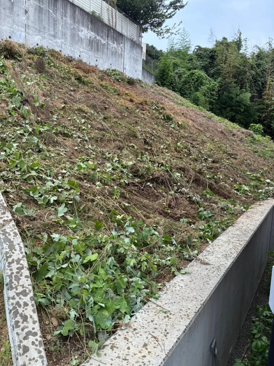 草刈りはどこまで自分でできる?斜面・伸びすぎた雑草は業者に任せるのも一つです