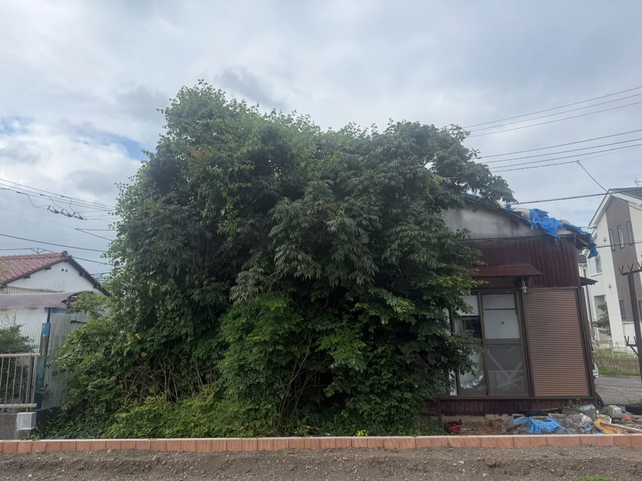 沼津市|住宅を覆うほど大きくなった庭木の伐採